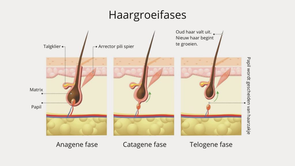 Van De Putte - haargroeifases